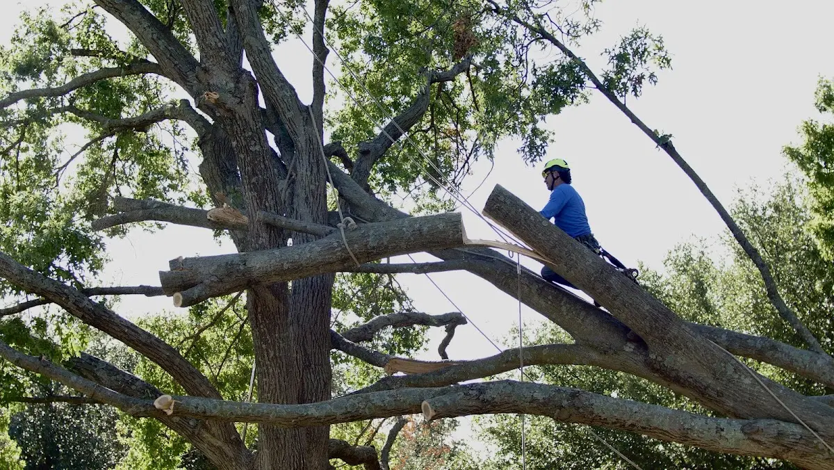 Professional Crown Thinning performed by certified arborists in Mars